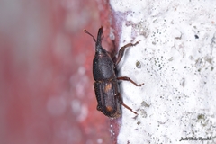 Sitophilus zeamais