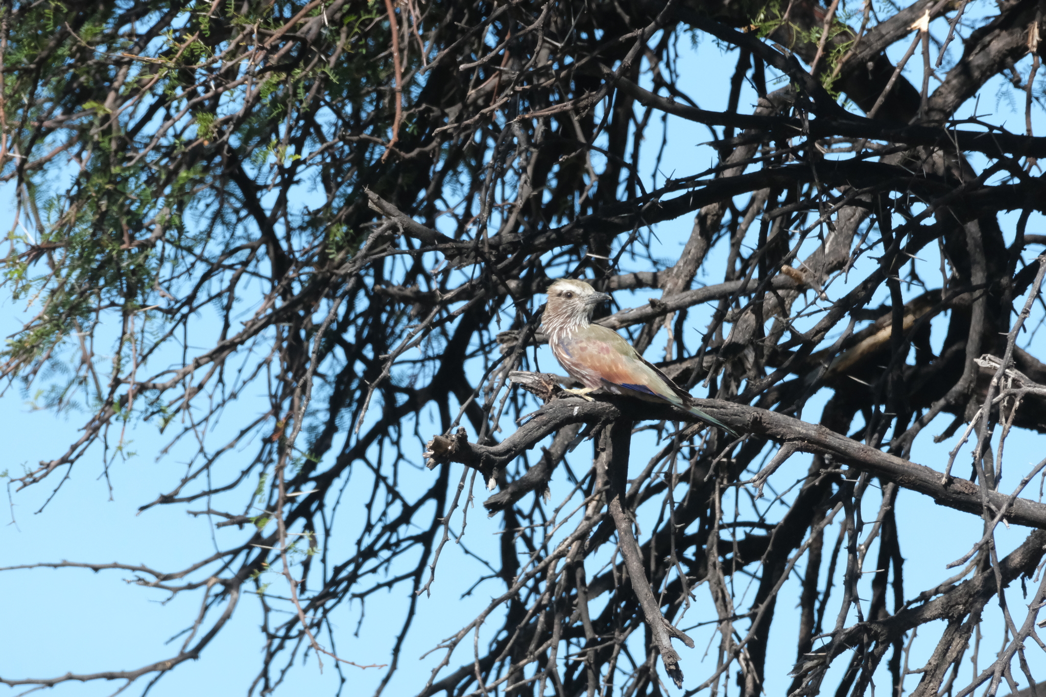 Purple Roller (Coracias naevius), photo 9