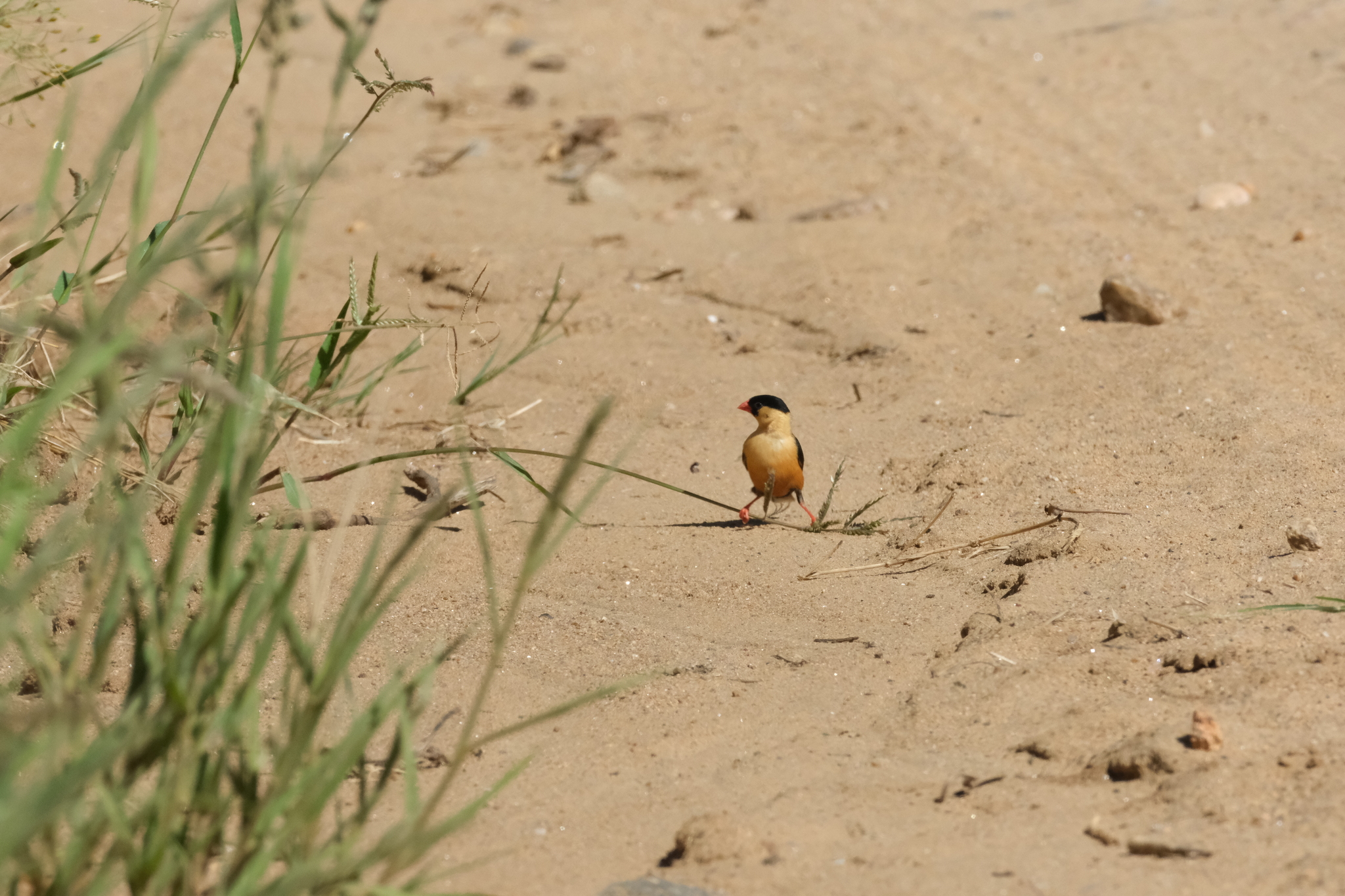 Shaft-tailed Whydah (Vidua regia), photo 9