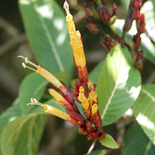 Sanchezia parvibracteata