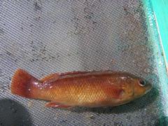 Tautogolabrus adspersus
