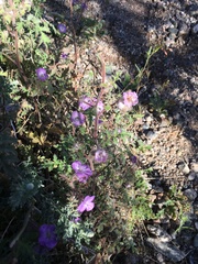 Phacelia vallis-mortae