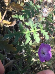 Phacelia vallis-mortae