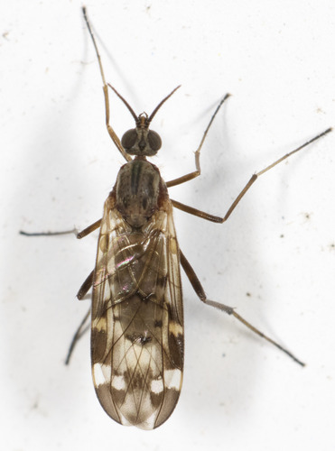 Unknown species found near College Hill, Cincinnati, OH, USA, front