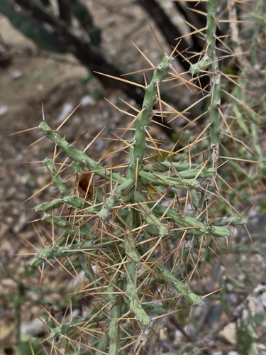 Cylindropuntia caribaea, photograph 6