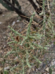 Cylindropuntia caribaea, photograph (c) fmunoz, some rights reserved (CC BY)