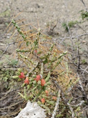 Cylindropuntia caribaea, photograph (c) fmunoz, some rights reserved (CC BY)