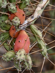 Cylindropuntia caribaea, photograph (c) fmunoz, some rights reserved (CC BY)