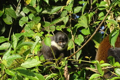 Allochrocebus lhoesti