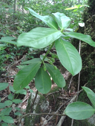 Twin-flower daphne (Daphne pontica)