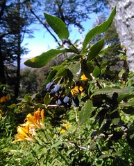 Berberis serrato-dentata
