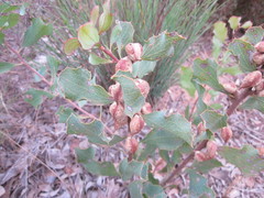 Hakea undulata