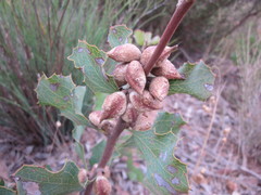 Hakea undulata