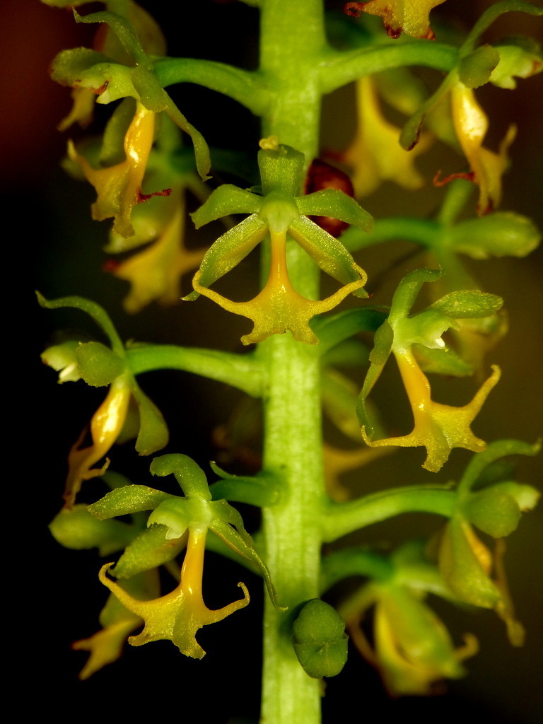 Cryptarrhena kegelii