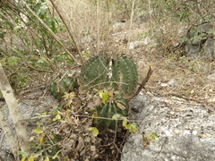 Ferocactus echidne echidne