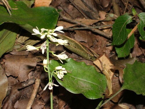 Oeceoclades ugandae