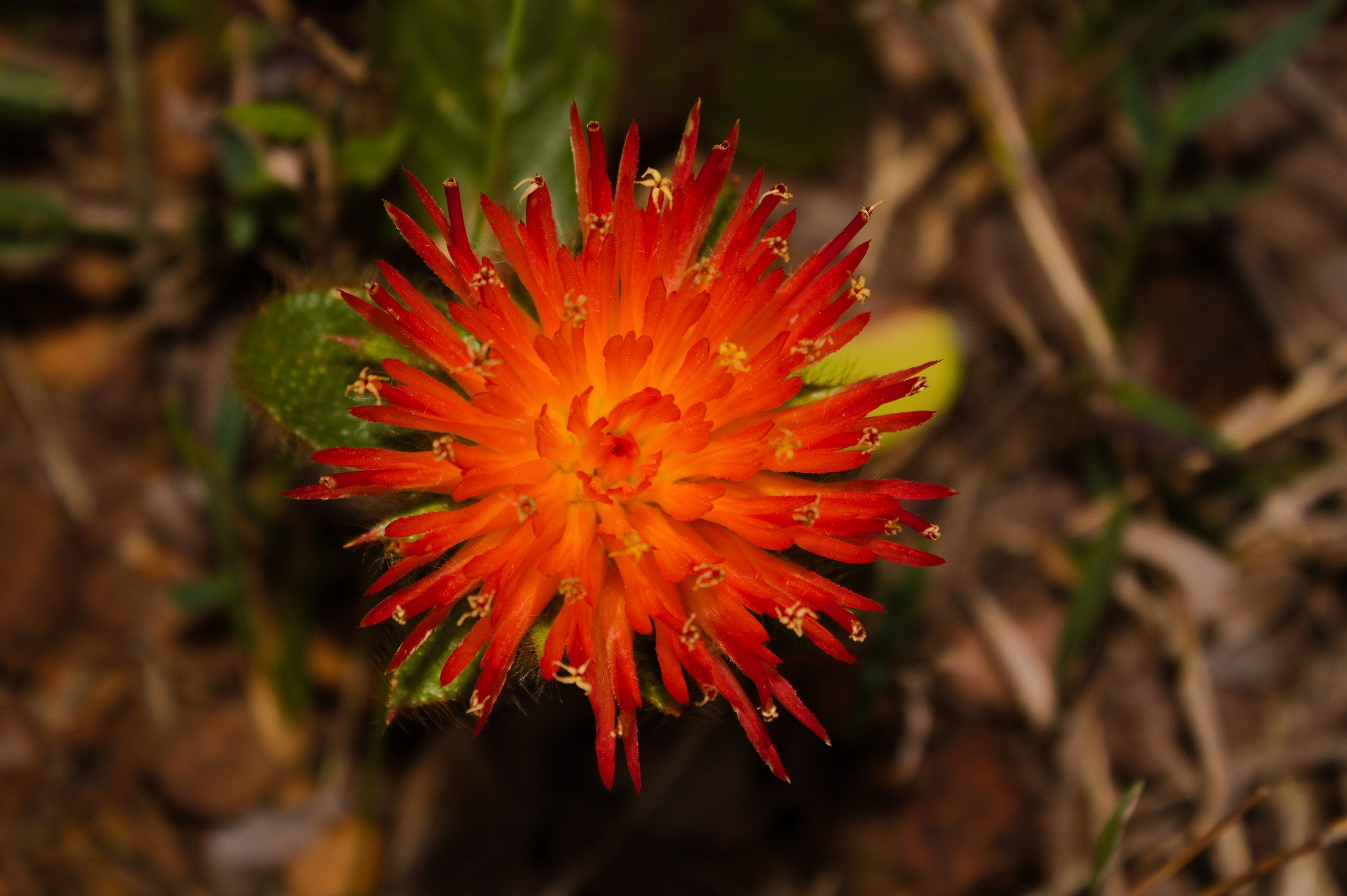 Gomphrena arborescens