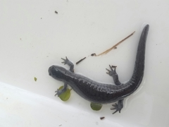 Ambystoma barbouri