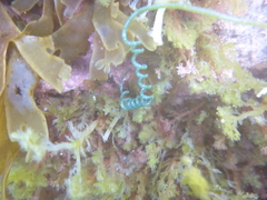 Chaetomorpha spiralis