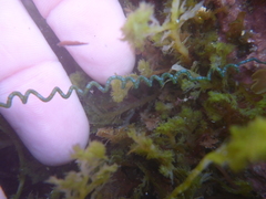 Chaetomorpha spiralis