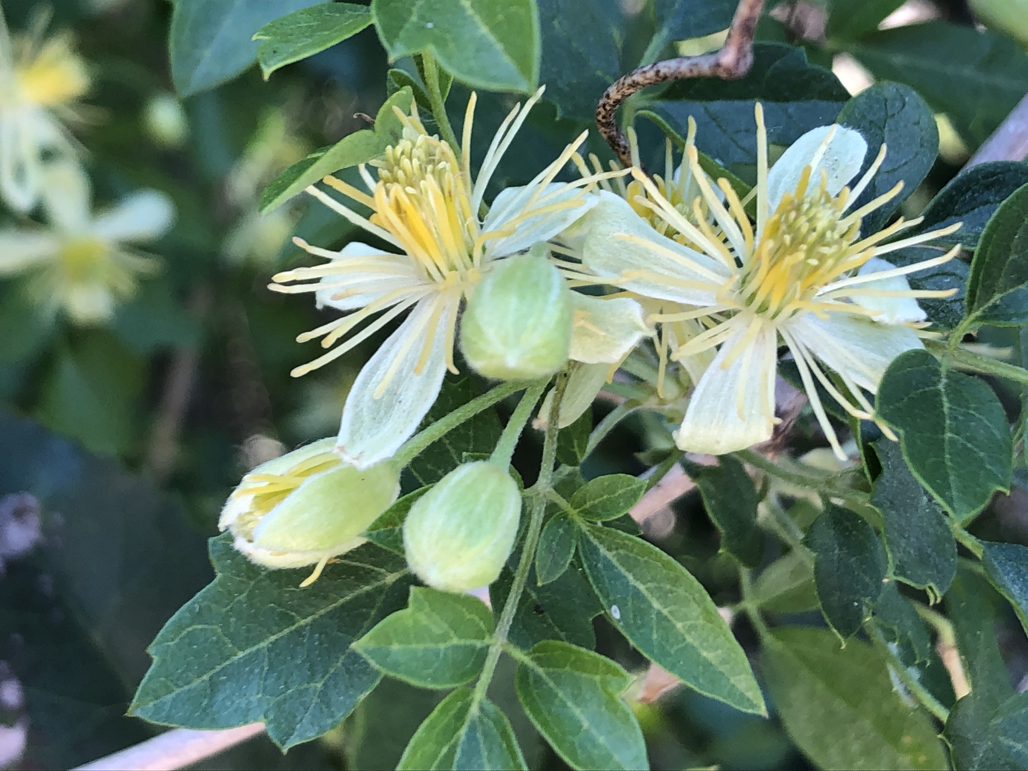 Clematis pauciflora
