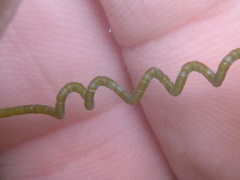 Chaetomorpha spiralis