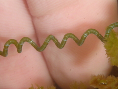Chaetomorpha spiralis