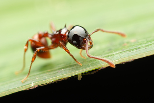 Pristomyrmex wheeleriPristomyrmex wheeleri