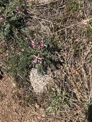 Astragalus tephrodes