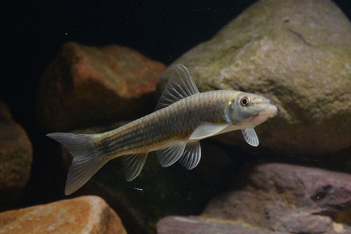 Oriental garra (Garra orientalis) — Cyprinidae — 2