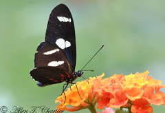 Heliconius leucadia
