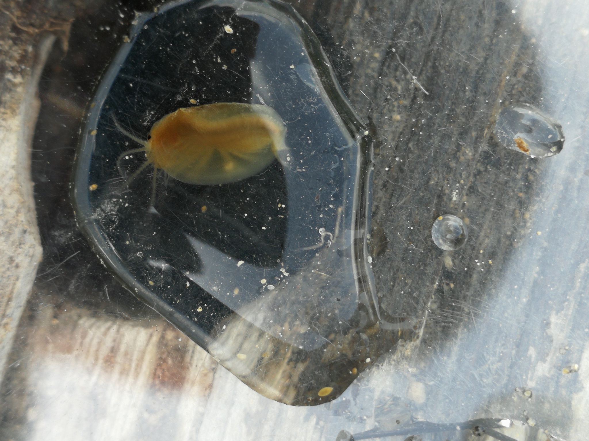 Maghrebestheria maroccana Thiéry, 1988