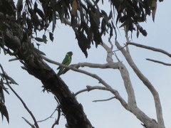 Barnardius zonarius semitorquatus