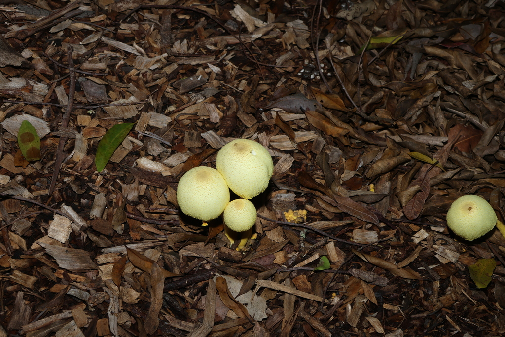 Leucocoprinus birnbaumii · March 2026 · photo: © gregtasney (iNaturalist, cc-by-sa)