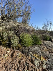 Dudleya attenuata