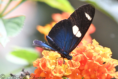 Heliconius leucadia