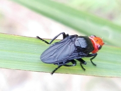 Dichromyia sanguiniceps