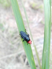 Dichromyia sanguiniceps