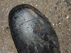 Pseudopaludicola falcipes