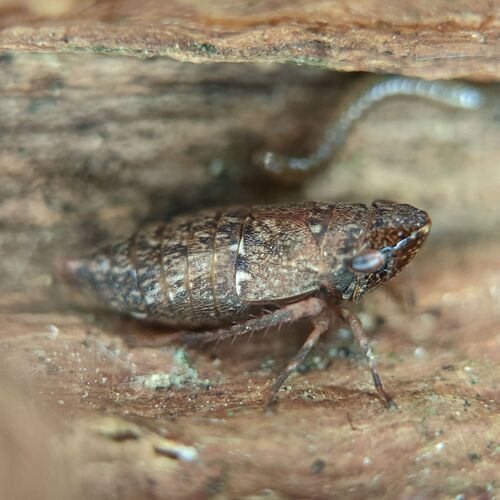 Errhomenus brachypterus