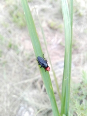 Dichromyia sanguiniceps