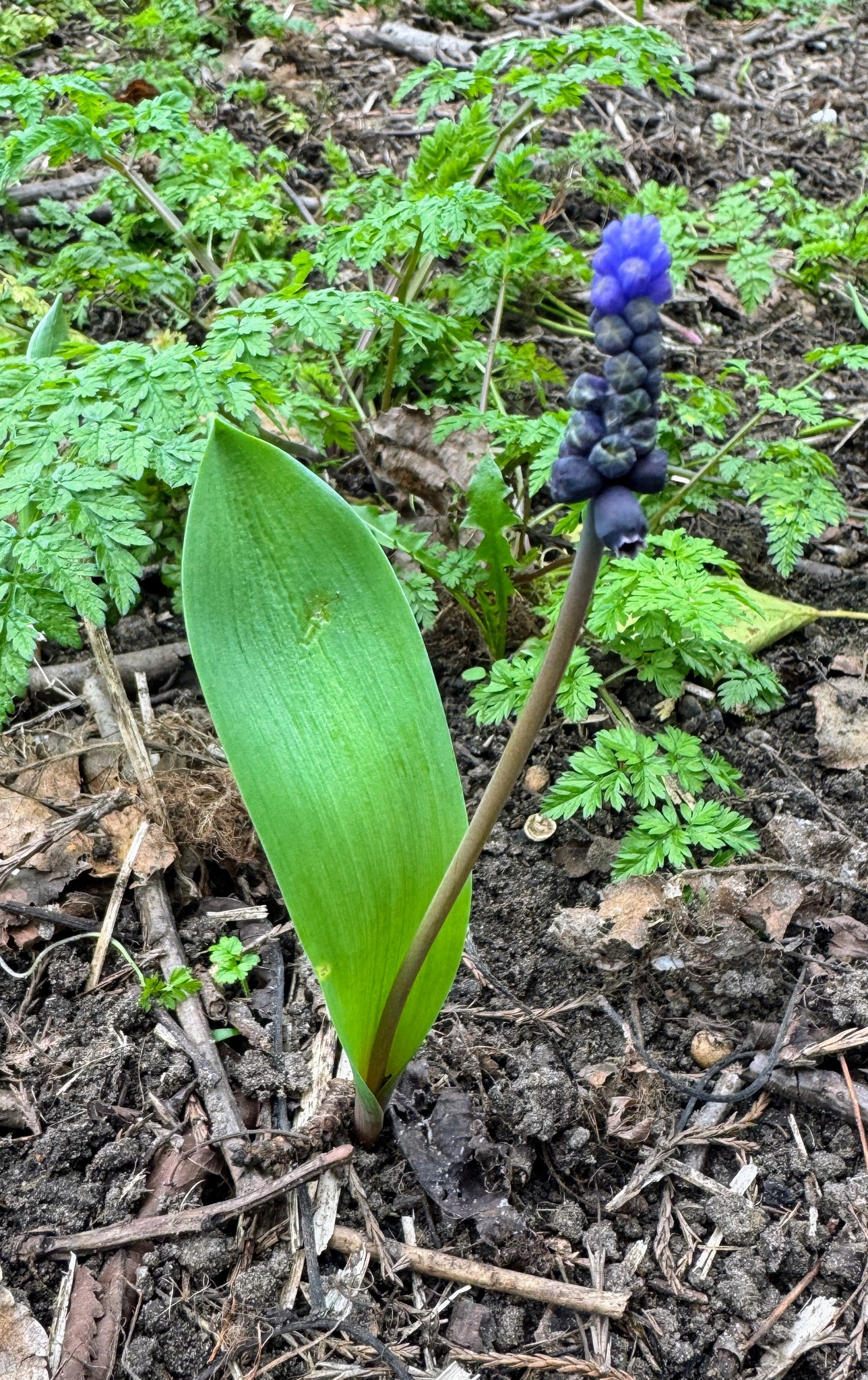 Grape hyacinth