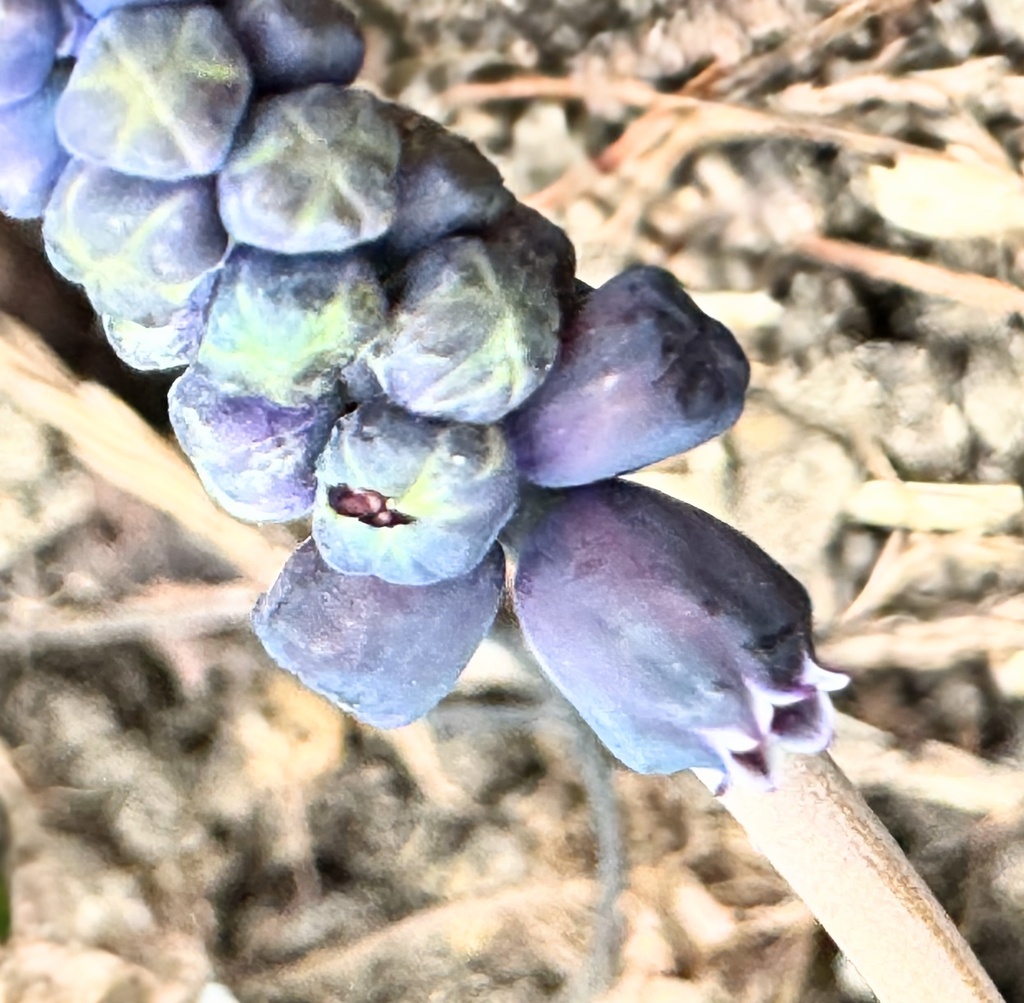 Muscari latifolium; photograph (c) chrisdt, some rights reserved (CC BY)