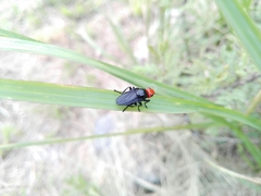 Dichromyia sanguiniceps