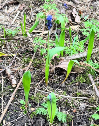 Muscari latifolium, photograph 2