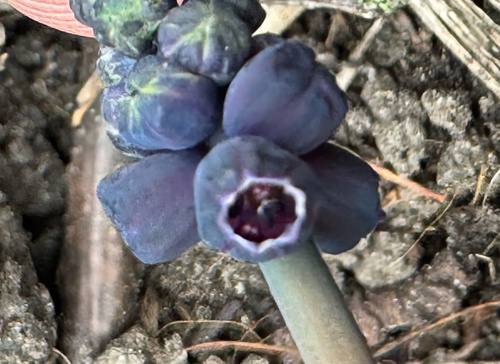 Muscari latifolium, photograph 3