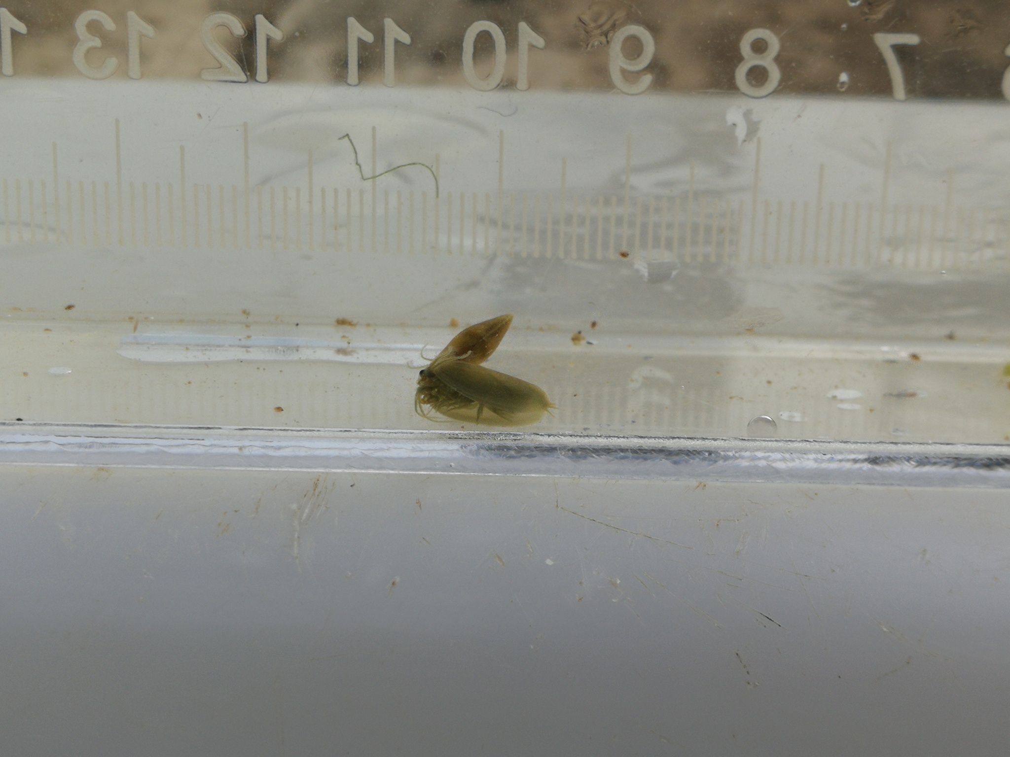 Maghrebestheria maroccana Thiéry, 1988