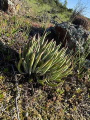 Dudleya attenuata