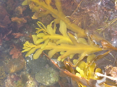 Stephanocystis