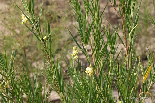Narrow-leaf Cotton Bush